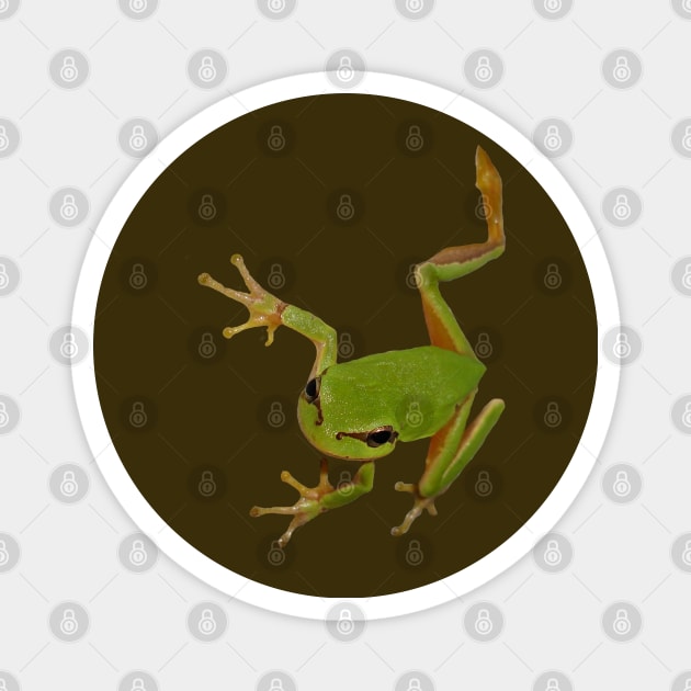 European Green Tree Frog Isolated Magnet by taiche